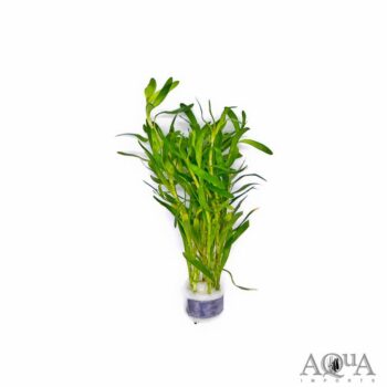 Stargrass (Heteranthera zosterifolia)