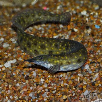 Starlight Eel (Mastacembelus alboguttatus)