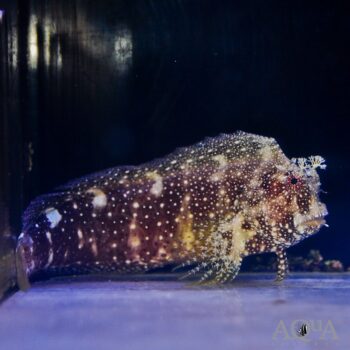 Starry Blenny (Salarias ramosus)