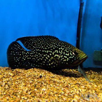 Starry Night Cichlid (Paratilapia polleni)