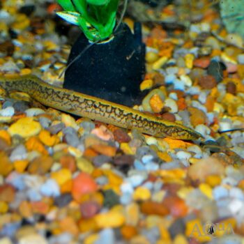 African Starry Night Eel (Mastacembelus frenatus)