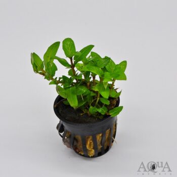 Staurogyne repens