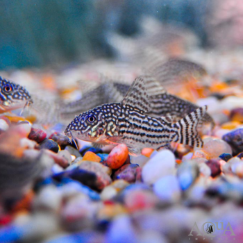 Sterbai Cory (Hoplisoma sterbai)