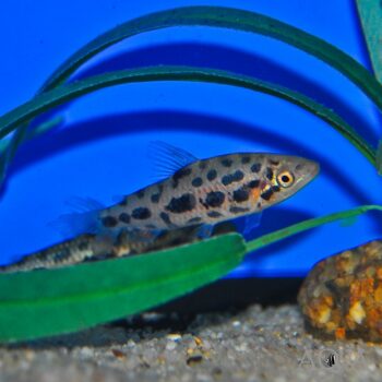 Strawberry Leporinus (Leporinus sp. "strawberry")