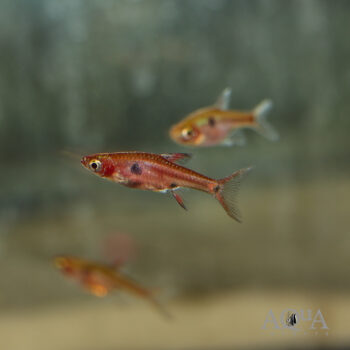 Strawberry Rasbora (Boraras naevus)