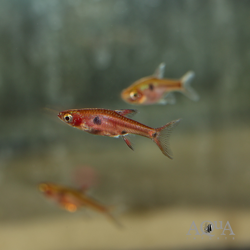 Strawberry Rasbora (Boraras naevus)
