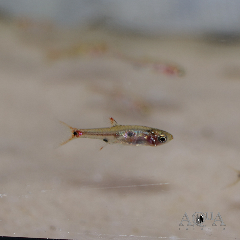 Strawberry Rasbora (Boraras naevus)