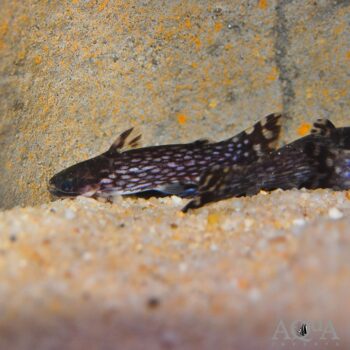 Striated Wood Catfish (Tatia intermedia)