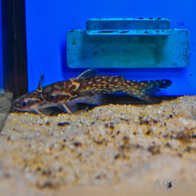 Striated Wood Catfish (Tatia cf. intermedia)