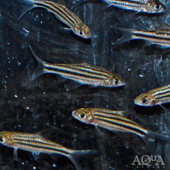 Striped Barb (Desmopuntius johorensis)