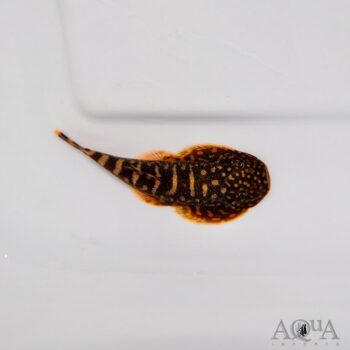 Striped Borneo Sucker Loach (Gastromyzon zebrinus)