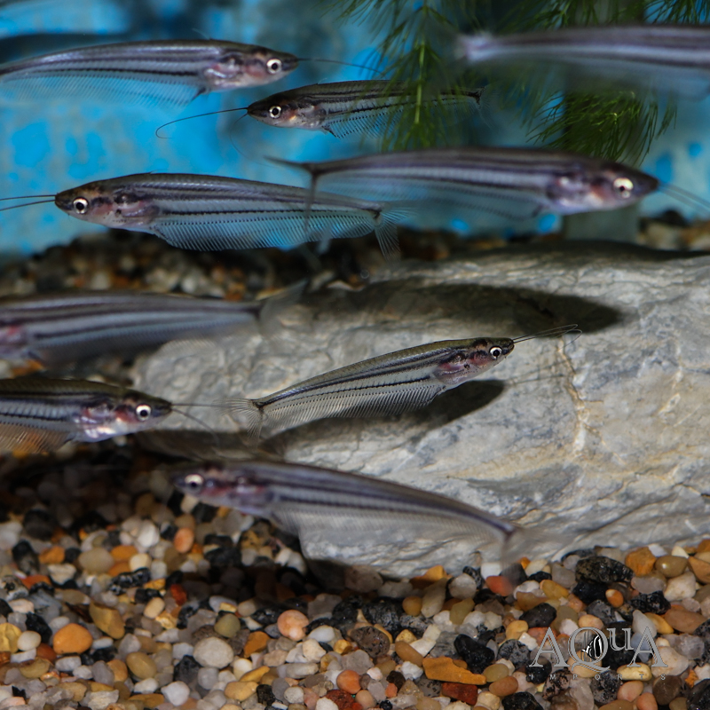 Striped Glass Catfish (Kryptopterus macrocephalus)