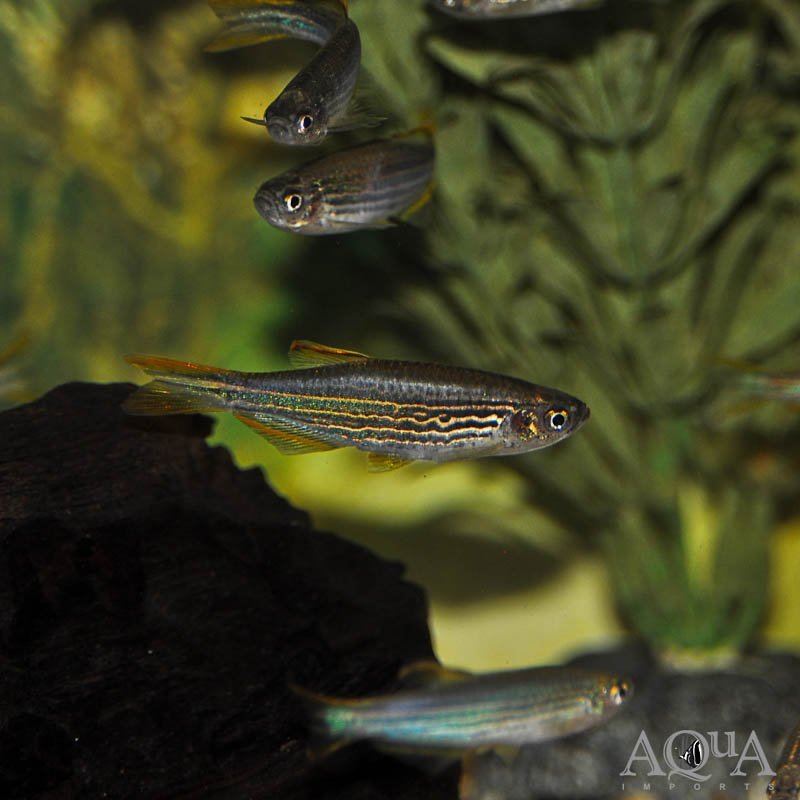 Kyathit / Orange Fin Danio (Brachydanio kyathit)