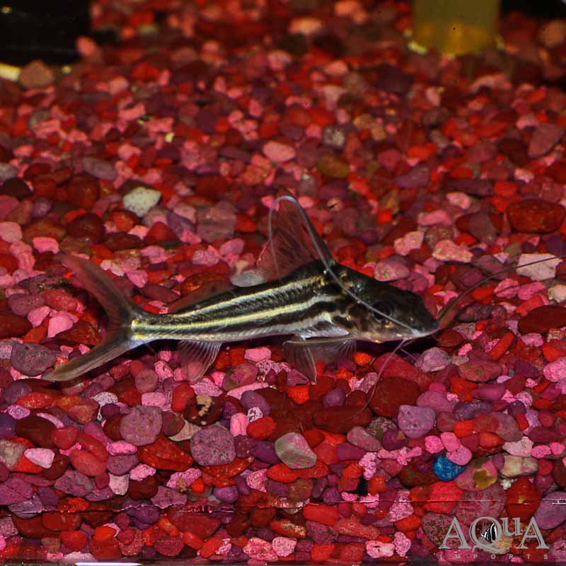 Four Line Pictus Catfish (Pimelodus blochii)