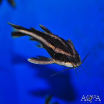 Striped Raphael Catfish (Platydoras armatulus)