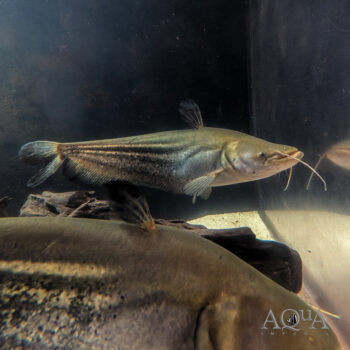 Striped Wallago Catfish (Wallagonia leerii)
