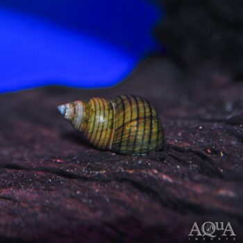 Striped Wizard Snail (Filopaludina sp.)