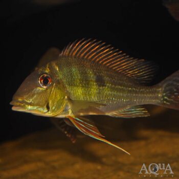 Dicrozoster Eartheater (Geophagus cf. dicrozoster)
