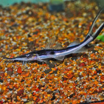 Sturio Zorro Catfish (Platystomatichthys sturio)