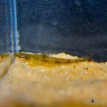 Sucatio Minnow (Psilorhynchus sucatio)