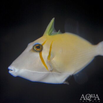 Sulfamen Triggerfish (Sufflamen bursa)