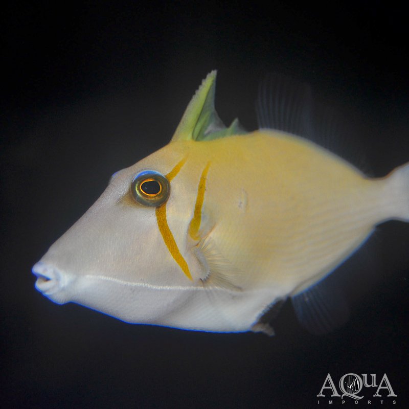 Sulfamen Triggerfish (Sufflamen bursa)
