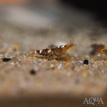 Sumatran Tiger Shrimp (Caridina cf. sumatrensis)