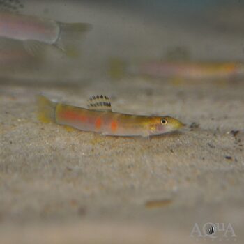 Sumo Loach (Schistura balteata)