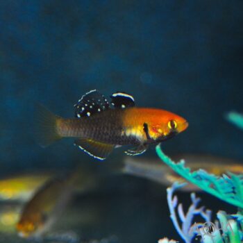 Sunburst Gudgeon (Hypseleotris cyprinoides)