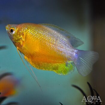 Sunset Thicklip Gourami (Trichogaster labiosa)