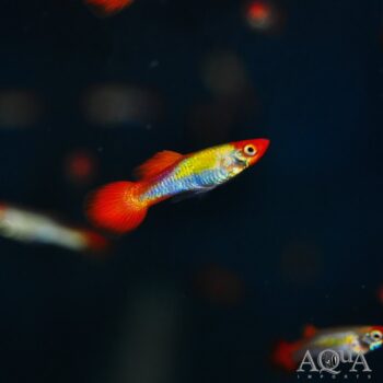 Super Koi Guppy (Poecilia reticulata)