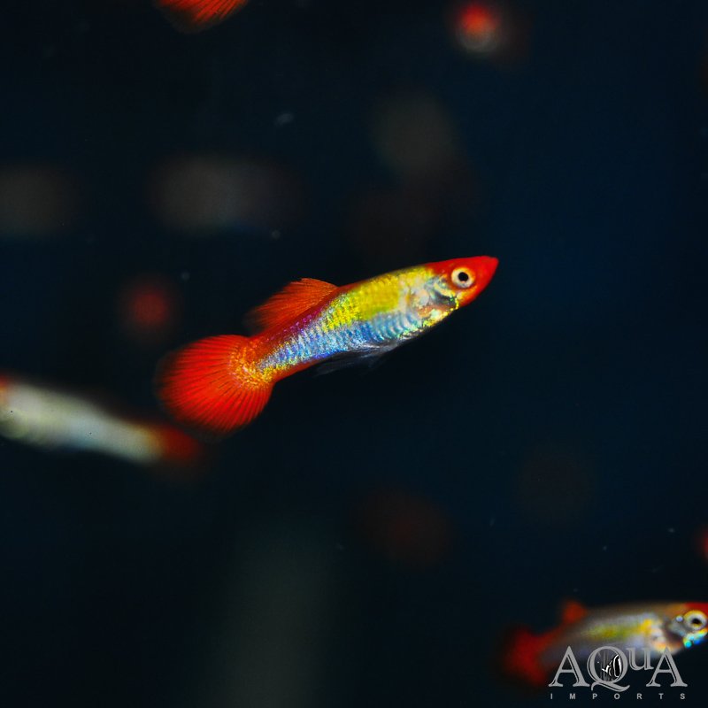 Super Koi Guppy (Poecilia reticulata)