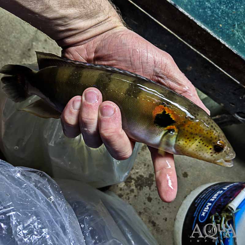 Super Orange Spotted Lenticulata Pike Cichlid (Lugubria lenticulata 'super orange')