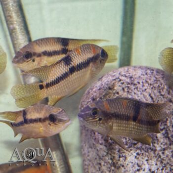 Super Orange Aequidens Cichlid (Aequidens superomaculatum)