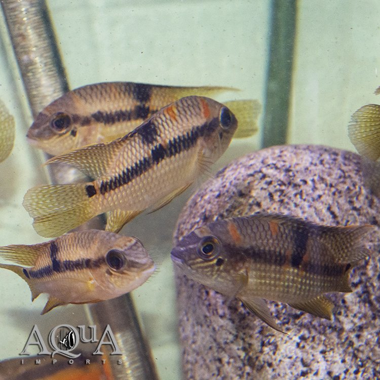 Super Orange Aequidens Cichlid (Aequidens superomaculatum)