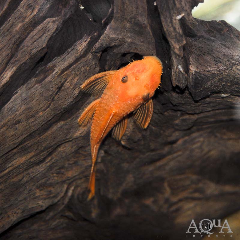 Super Red Bristlenose Pleco (Ancistrus sp.)