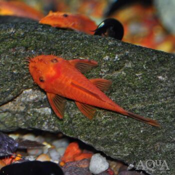 Super Red Bristlenose Pleco