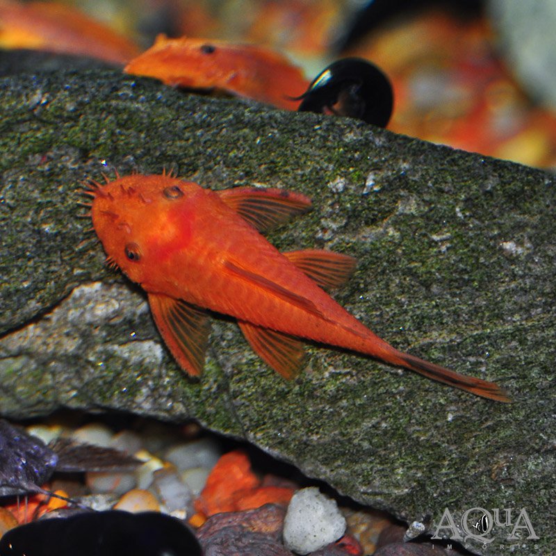 Super Red Bristlenose Pleco