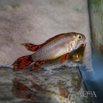 Super Red Cockatoo Dwarf Cichlid (Apistogramma cacatuoides)
