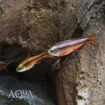 Super Red Devil Tetra (Hyphessobrycon notidanos)
