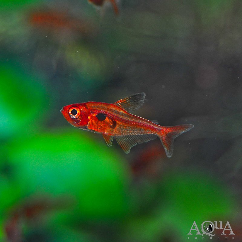 Super Red Phantom Tetra (Hyphessobrycon sweglesi)