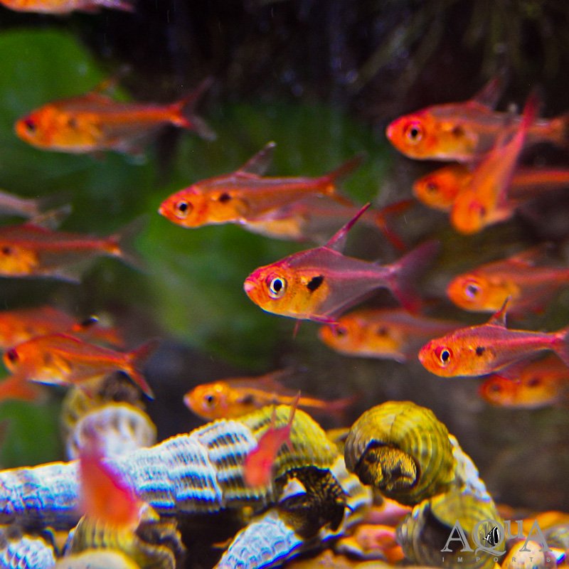 Super Red Phantom Tetra (Hyphessobrycon sweglesi)