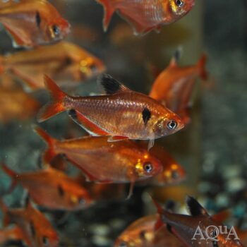 Super Serpae Tetra (Hyphessobrycon eques)