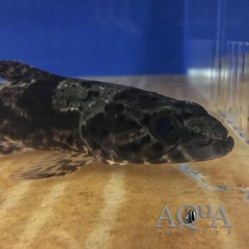 Suriname Aimara Wolf Fish (Hoplias aimara)