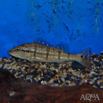 Suriname Temensis Peacock Bass (Cichla temensis 'suriname')