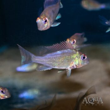 Sveni Eartheater Rio Araguaia Locale (Geophagus sveni 'Rio Araguaia')