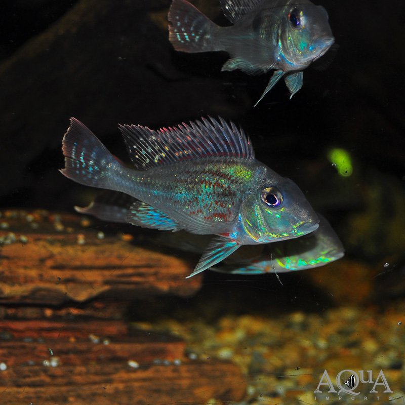 Sveni Eartheater Rio Parana Locale (Geophagus sveni 'Rio Parana') - Image 2