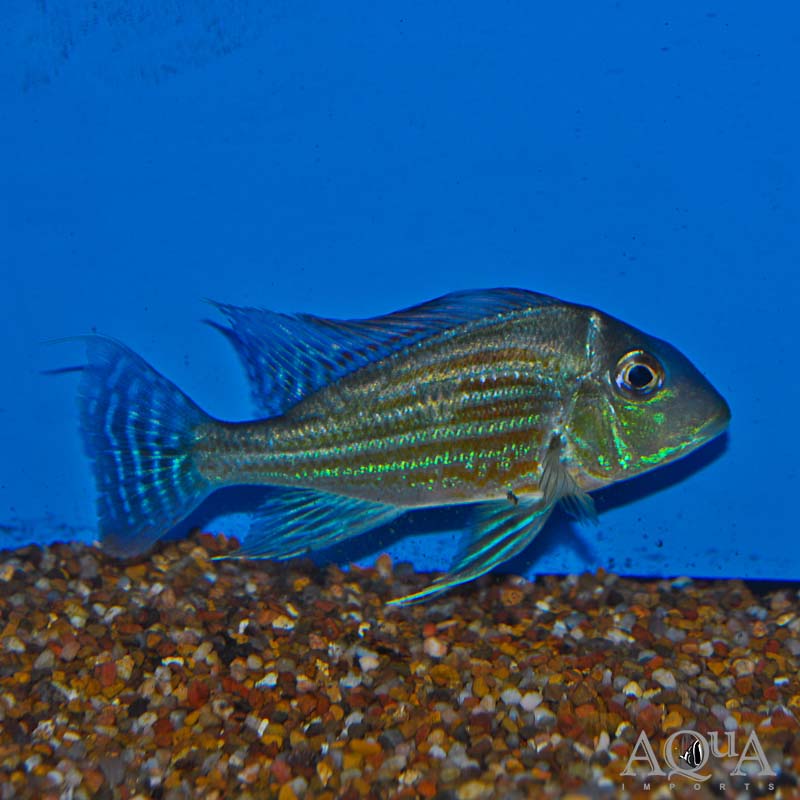 Sveni Eartheater Rio Parana (Geophagus sveni 'Rio Parana')