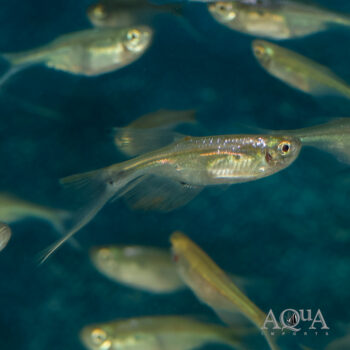 Swordtail Tetra (Corynopoma riisei)