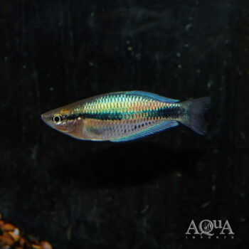 Synergos Rainbow (Melanotaenia synergos)